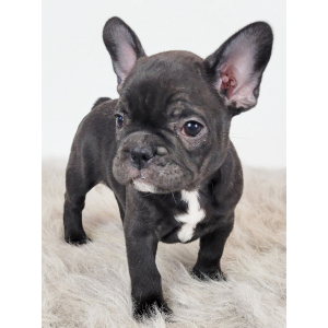 French Bulldog Puppy Ria