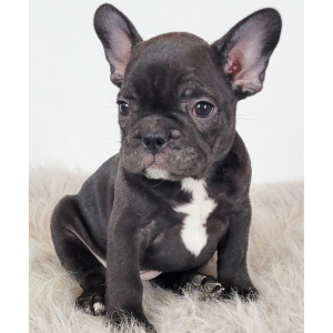 French Bulldog Puppy Ria