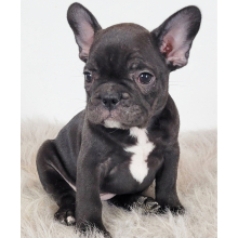 French Bulldog Puppy Ria