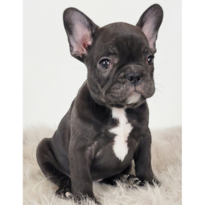 French Bulldog Puppy Ria