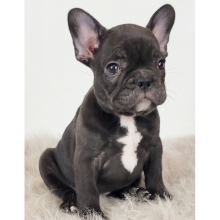 French Bulldog Puppy Ria
