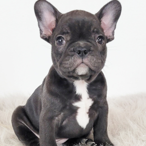 French Bulldog Puppy Ria