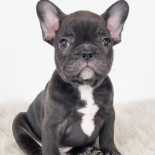 French Bulldog Puppy Ria