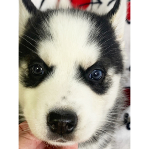 Pomsky Puppy Stormy
