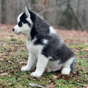 Pomsky Puppy Stormy
