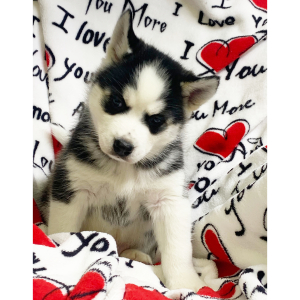 Pomsky Puppy Stormy