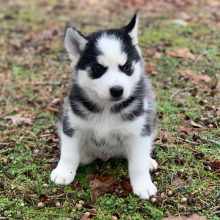 Pomsky Puppy Stormy