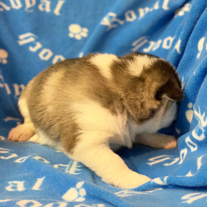 Pomsky Puppy Flash