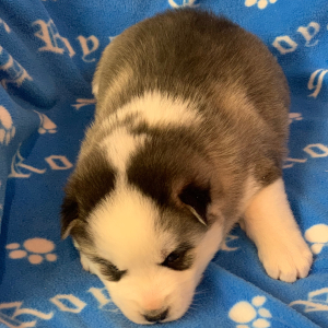 Pomsky Puppy Flash