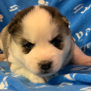 Pomsky Puppy Flash
