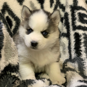 Pomsky Puppy Flash