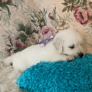 Golden Retriever Puppy Polar Bear