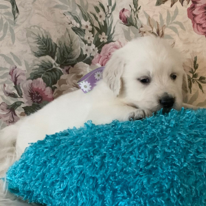 Golden Retriever Puppy Polar Bear