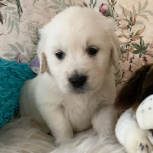 Golden Retriever Puppy Polar Bear