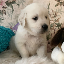 Golden Retriever Puppy Polar Bear