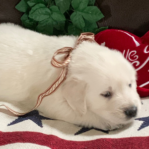 Golden Retriever Puppy Mojo