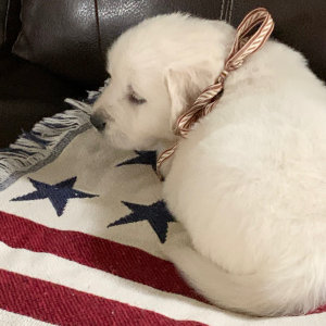 Golden Retriever Puppy Mojo