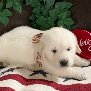 Golden Retriever Puppy Mojo