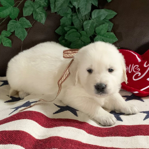 Golden Retriever Puppy Mojo