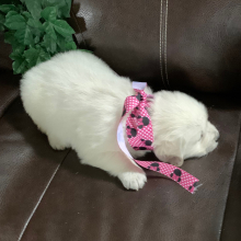Golden Retriever Puppy Lotsofpennys