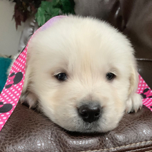 Golden Retriever Puppy Lotsofpennys