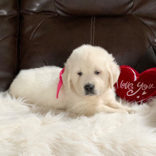 Golden Retriever Puppy Lotsofpennys