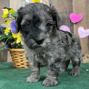 Goldendoodle Puppy Edna