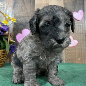 Goldendoodle Puppy Edna