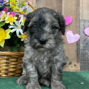 Goldendoodle Puppy Edna