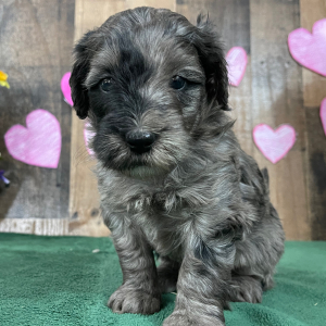 Goldendoodle Puppy Edna