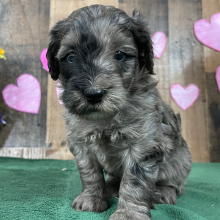Goldendoodle Puppy Edna