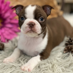Boston Terrier Puppy Rio