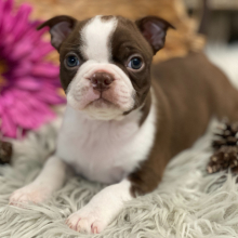 Boston Terrier Puppy Rio