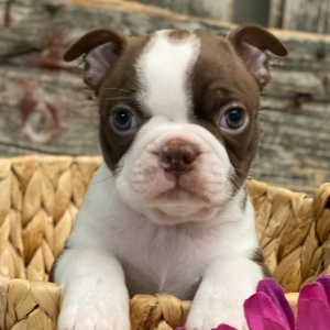 Boston Terrier Puppy Rio