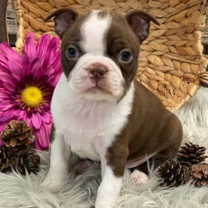 Boston Terrier Puppy Rio