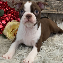 Boston Terrier Puppy Rio