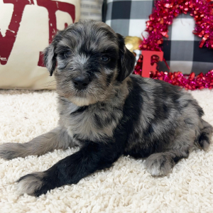 Goldendoodle Puppy Wilma