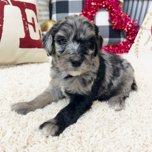 Goldendoodle Puppy Wilma