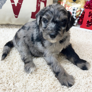 Goldendoodle Puppy Wilma
