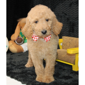 Goldendoodle Puppy Cisco