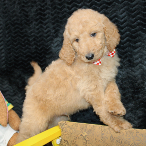 Goldendoodle Puppy Cisco