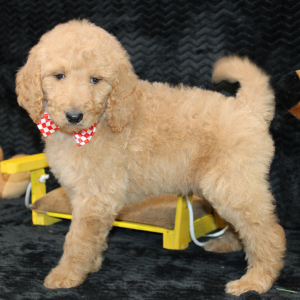 Goldendoodle Puppy Cisco