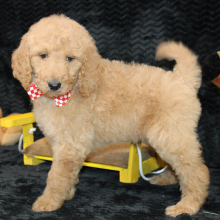 Goldendoodle Puppy Cisco