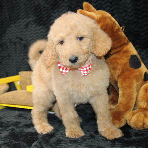 Goldendoodle Puppy Cisco