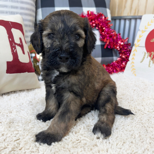 Goldendoodle Puppy Walker
