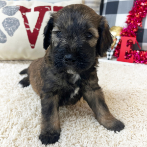 Goldendoodle Puppy Walker