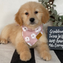 Goldendoodle Puppy Rennie