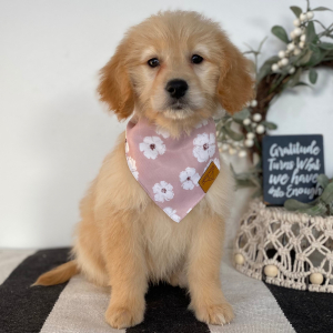Goldendoodle Puppy Rennie