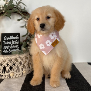 Goldendoodle Puppy Rennie