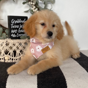 Goldendoodle Puppy Rennie